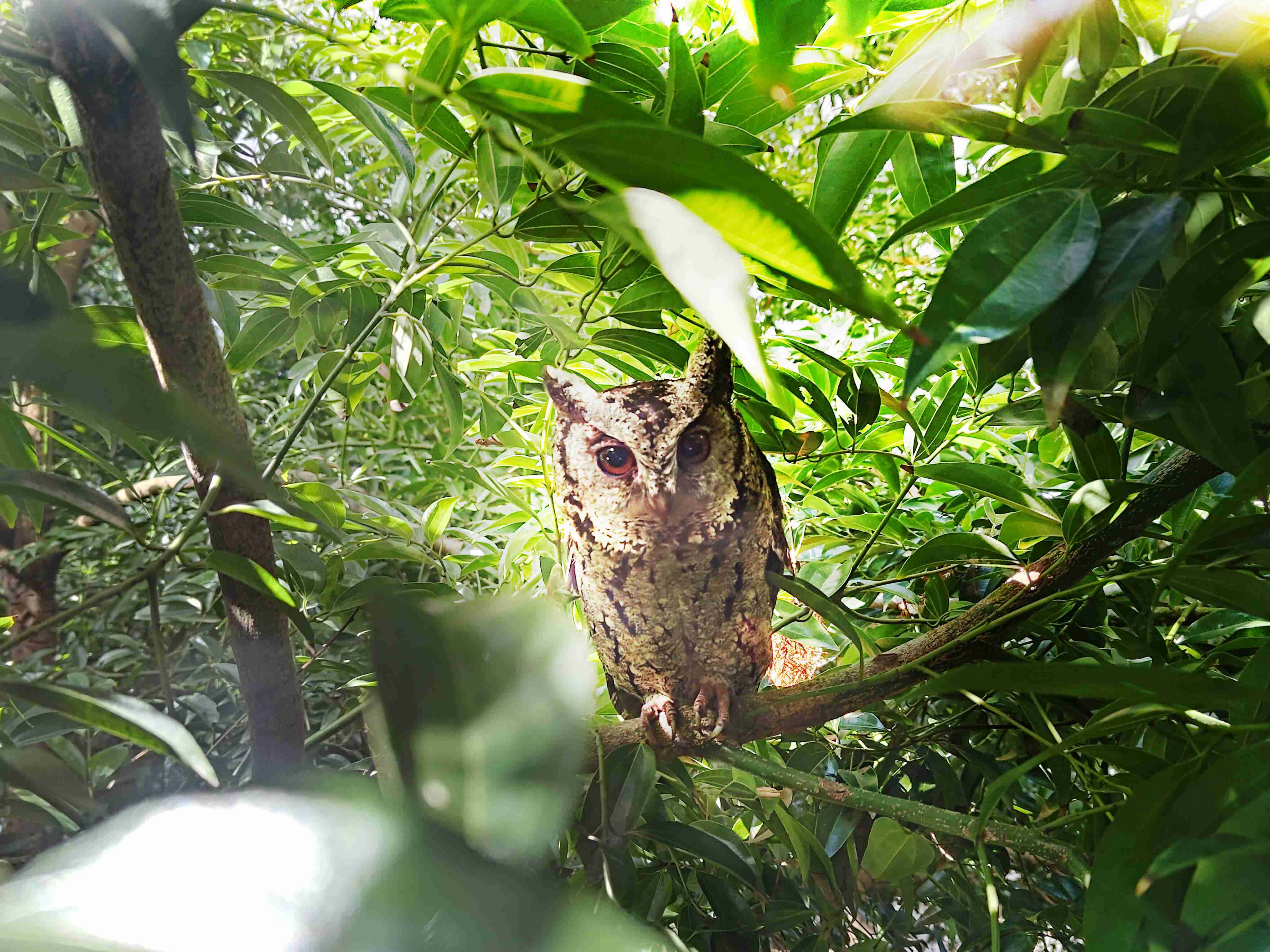 Wepay致力提倡净零绿生活，，，16年以来在全球各厂区植树逾百万棵，，，造就各厂区树木蔚然成林，，，犹如森林工厂，，，成为许多生物的栖息地
